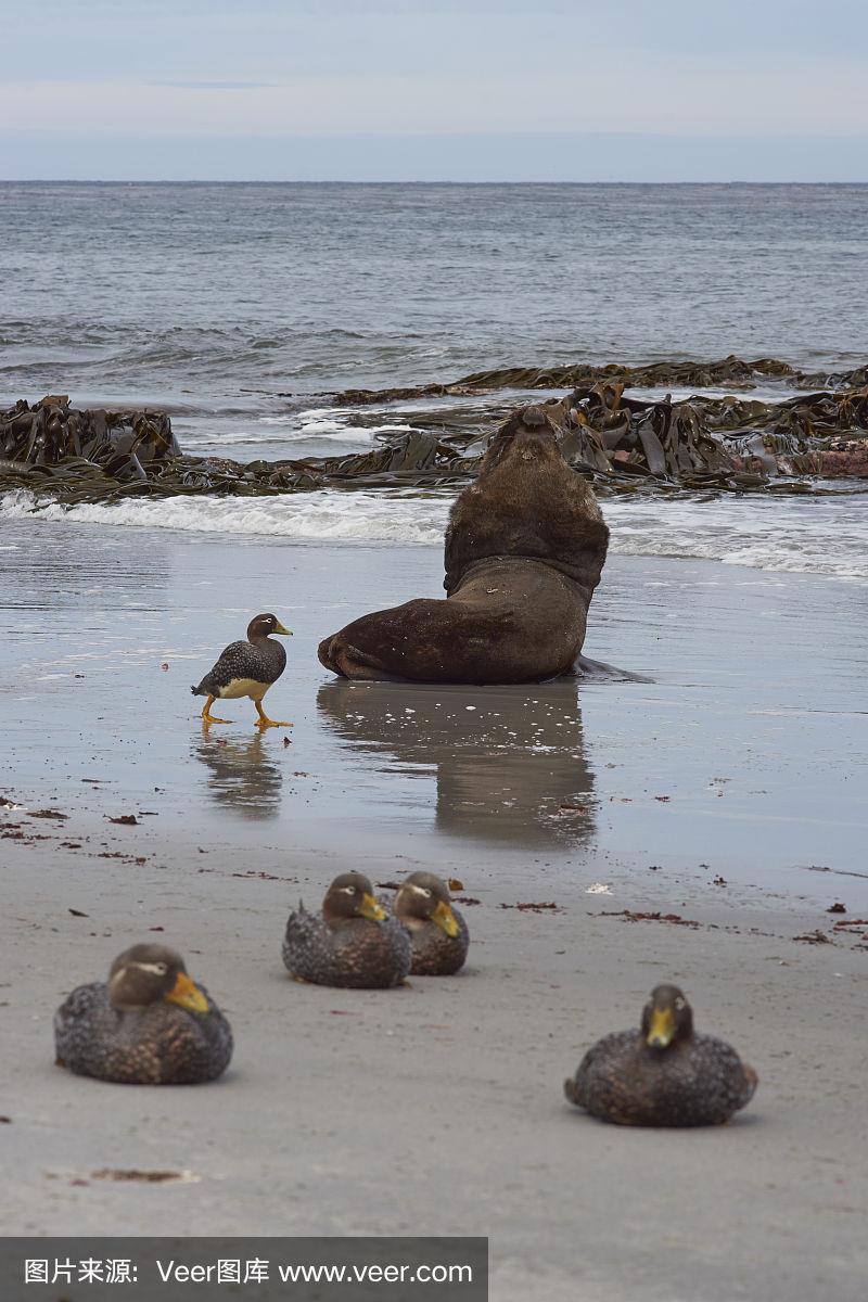 开云体育在线-福克兰群岛男篮：斯坦利岛海狮队全力拼搏的简单介绍